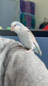 Stewie, the gray and blue Parrotlet, perches on a shoulder.