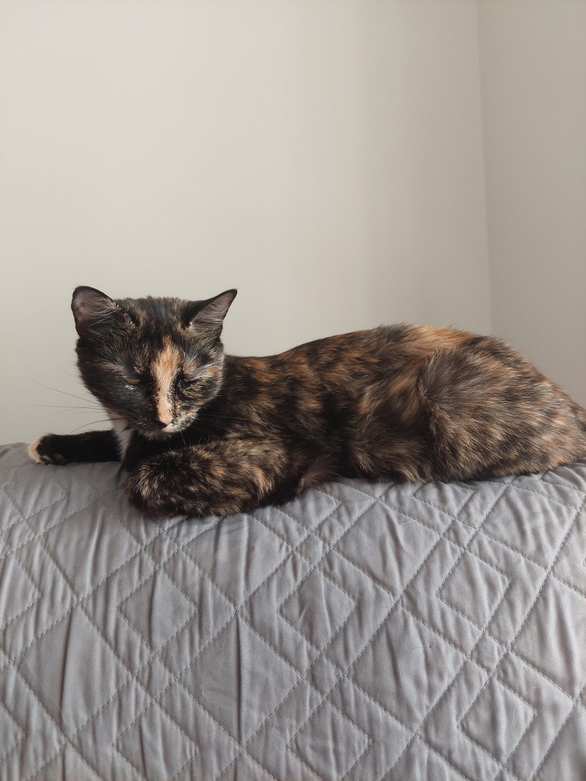 Pixel now Pixie