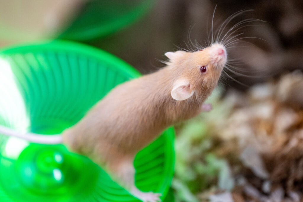 A tan mouse stands on it's wheel sniffing at the air.