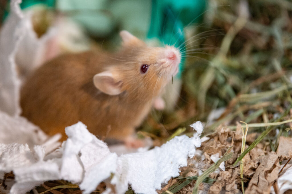A tan mouse points it's nose up and sniffs.