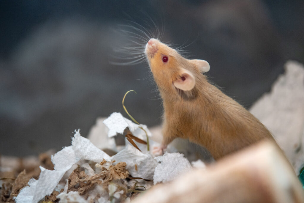 A tan mouse standing up sniffing