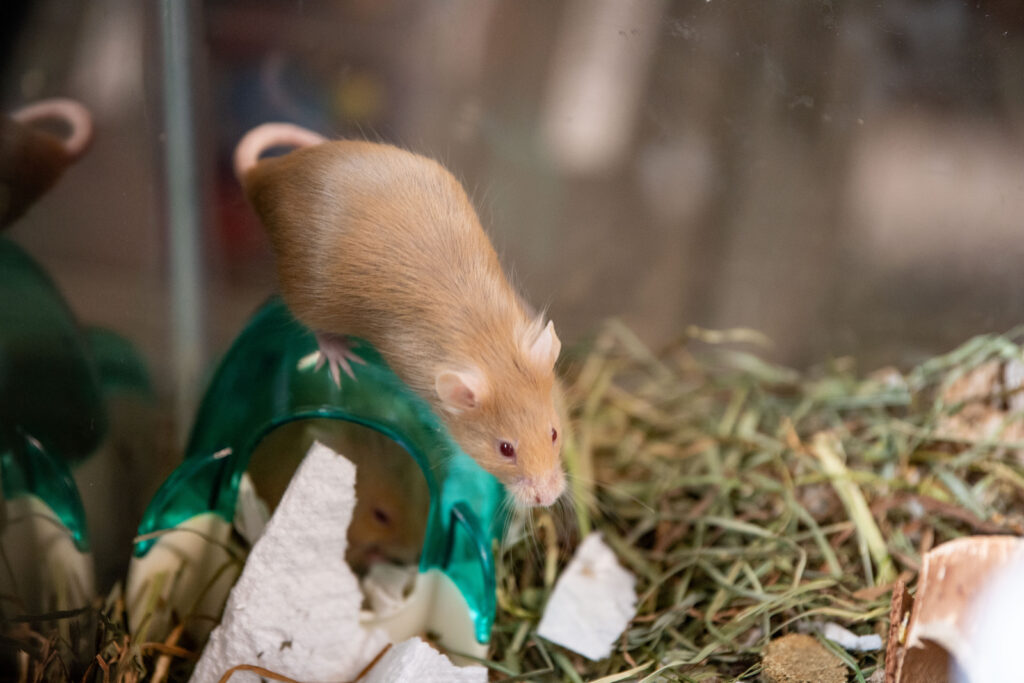 A tan mouse explores it's habitat.