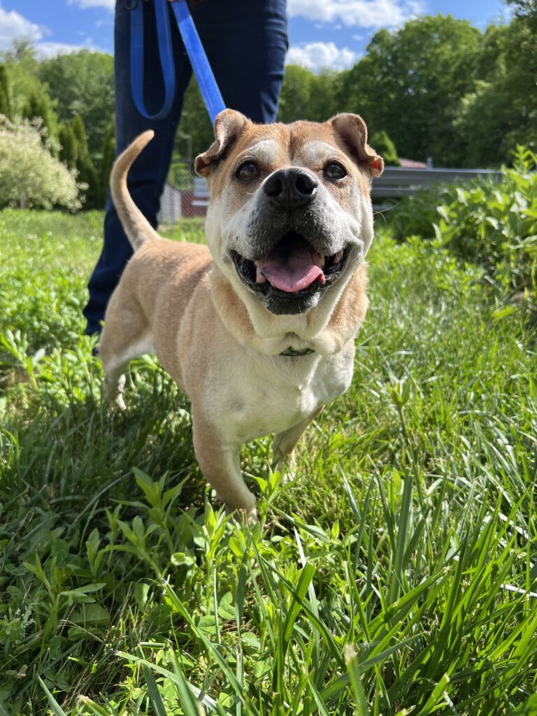 A tan dog on a leash with a big smile towards their dog person.