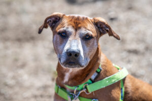 Eddie the dog sits and poses for the camera before walking the trails.