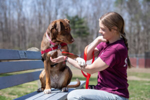 Lettie sits on a bench and gives her paw to an AWS staff member while enjoying her day.