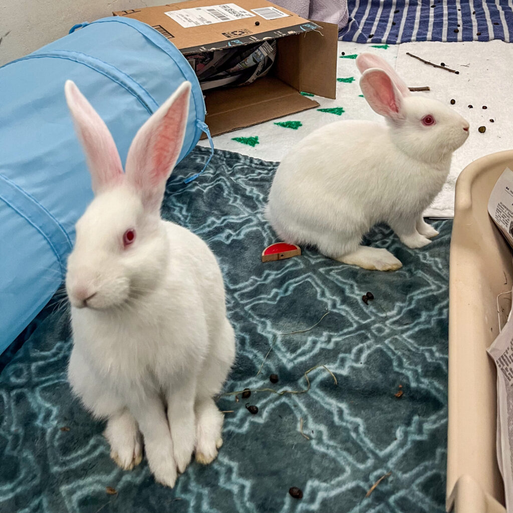 Two white rabbit siblings Shamrock & Clover sit next to each other.