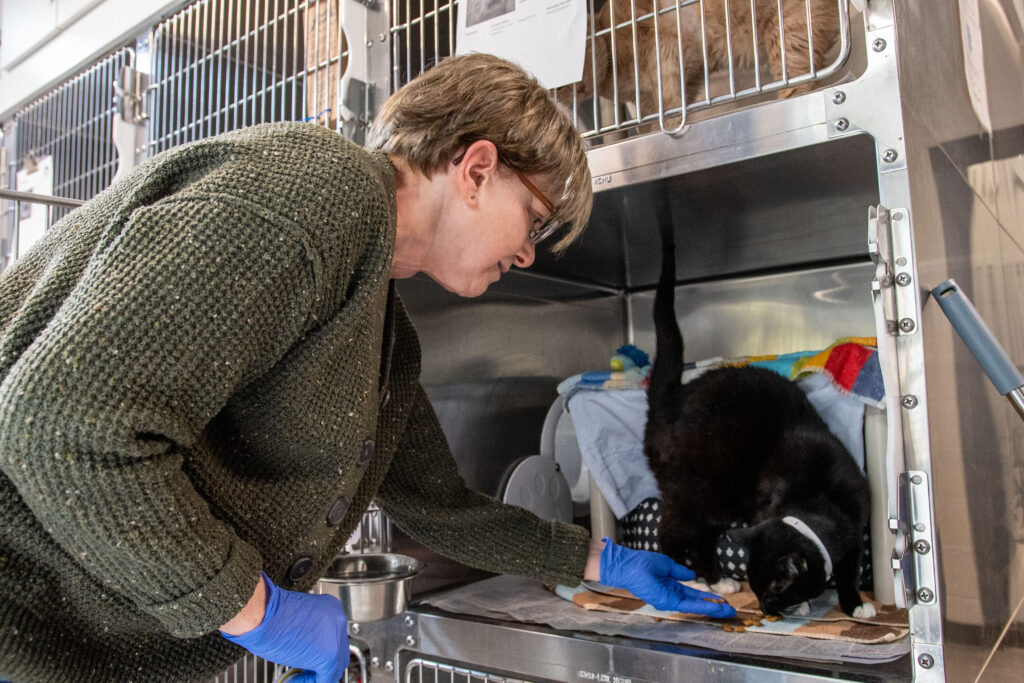 An Adoption Center volunteer gives a cat treats.