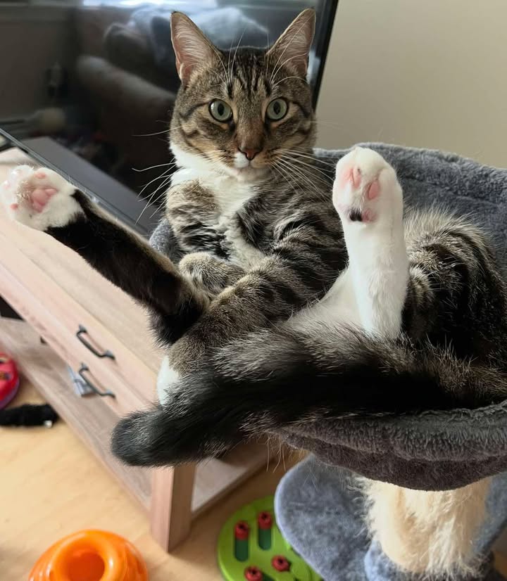 Oliver (Ollie)
