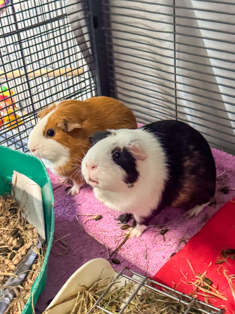 Ginger and Porky hang out together in their area while sharing why guinea pigs are great.