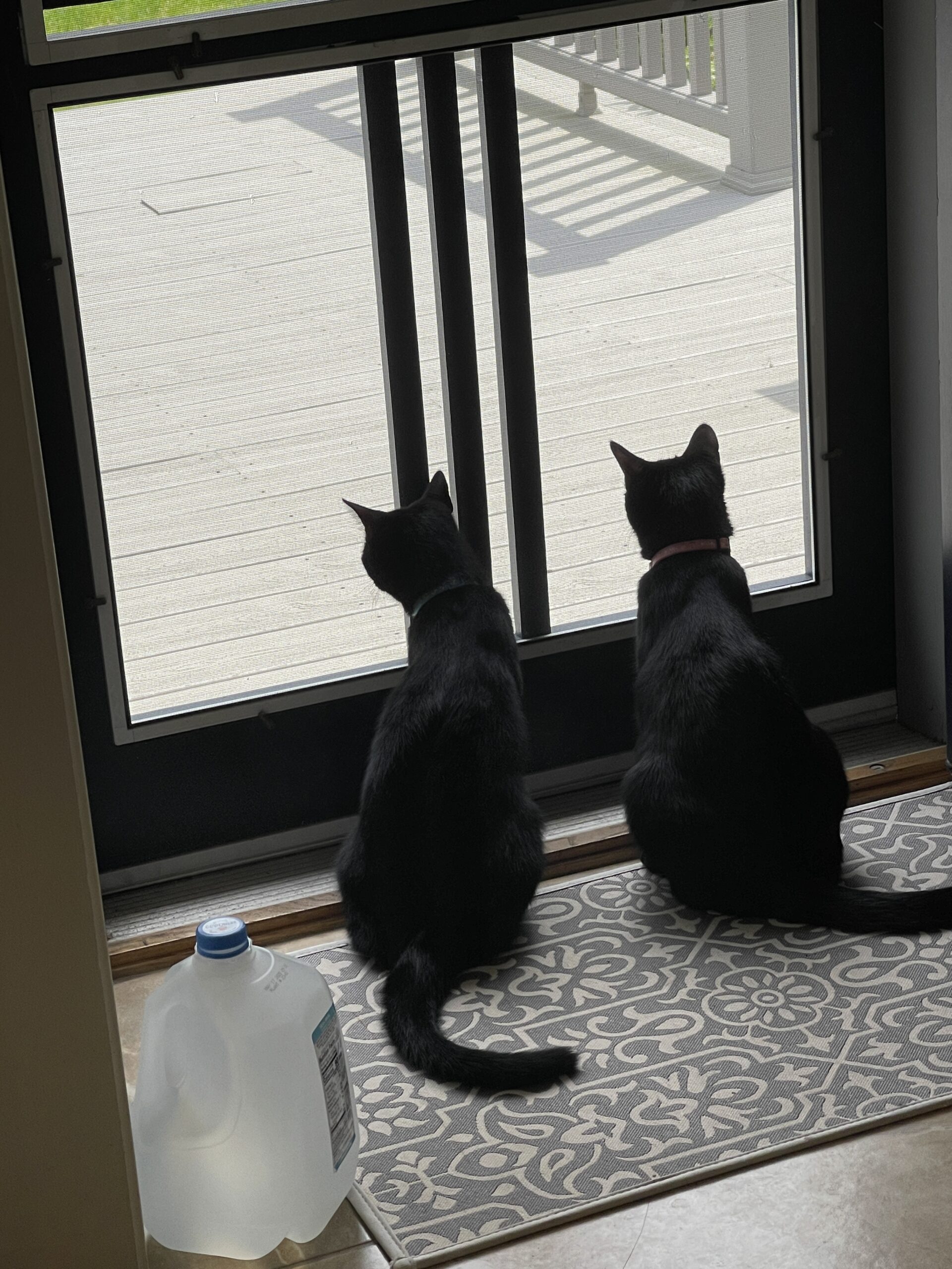 Cosmo and Kooky now Ella and Frances