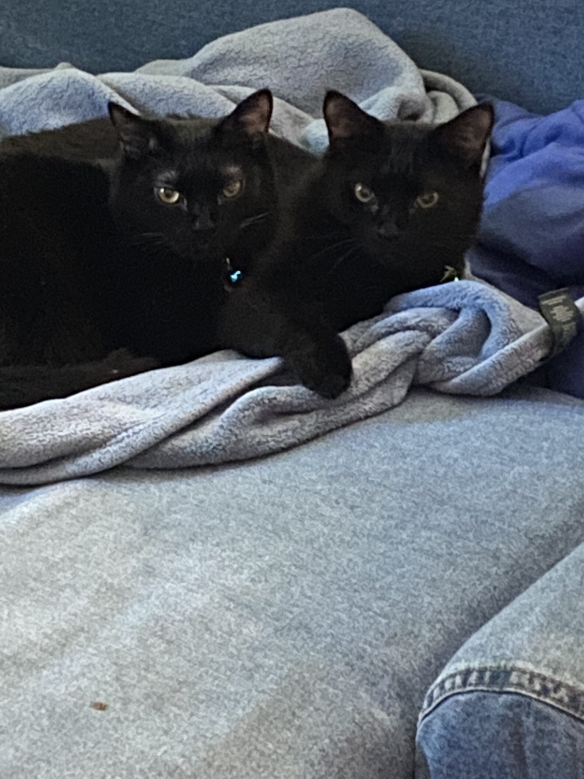 Shady (now Ninja) and Shadow
