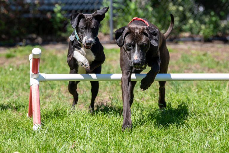 Cosmo, left, and Rigs, right, share their brotherly love jumping an agility course together!