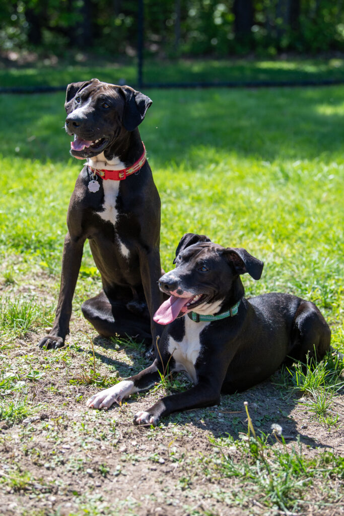 Cosmo, left, and Rigs, right, share their brotherly love.