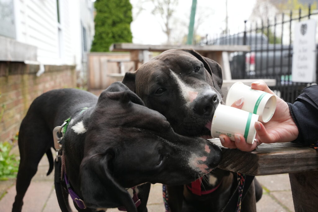 Cosmo, left, and Rigs, right, share their brotherly love by sharing a pup cup!