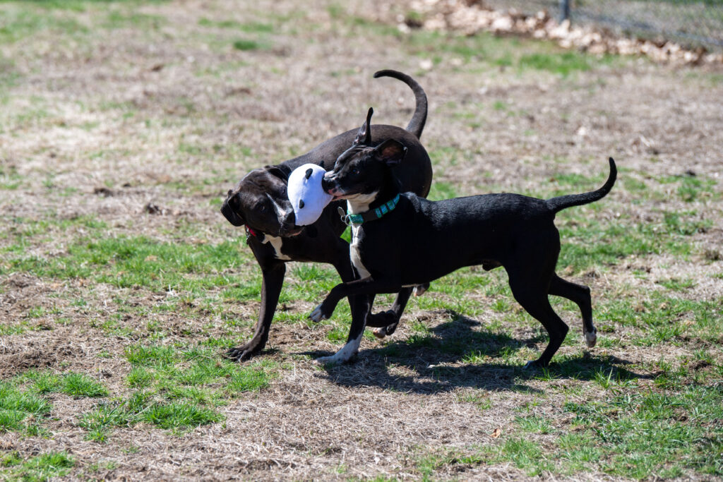Cosmo, left, and Rigs, right, share their brotherly love by sharing a toy together!