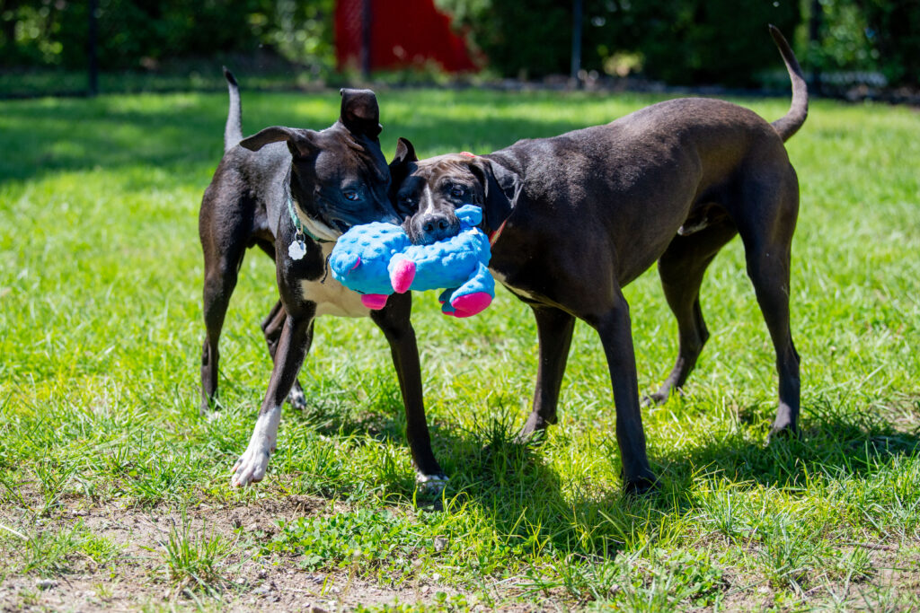Cosmo, left, and Rigs, right, share their brotherly love by sharing a toy together!