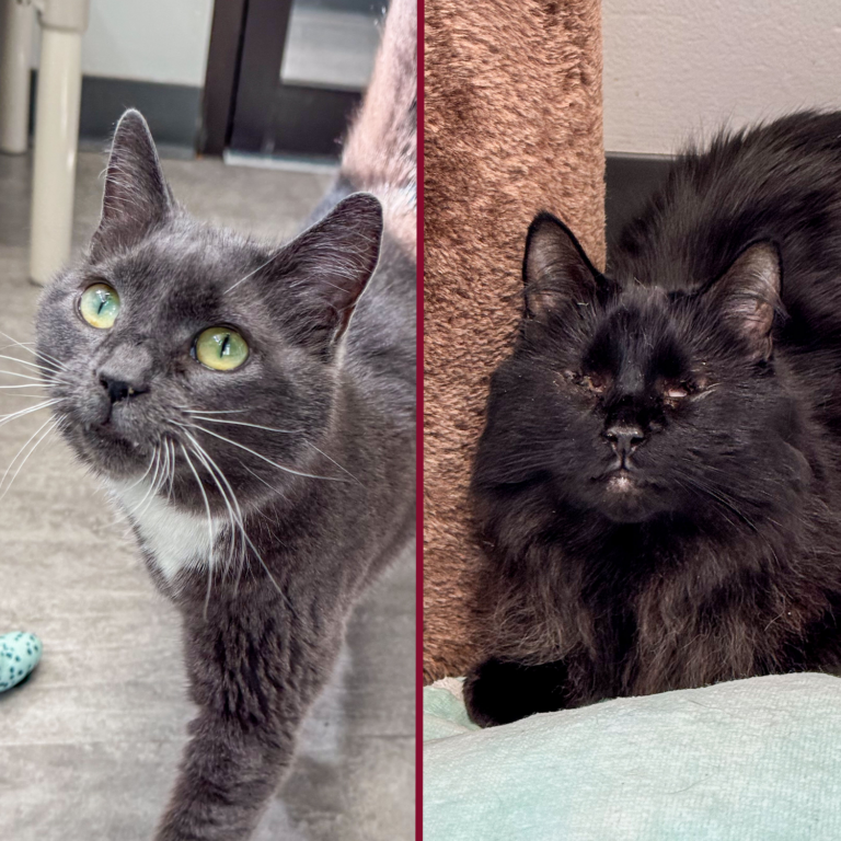 Harmony, pictured left, and Valerie, pictured right, are known for keeping it easy.