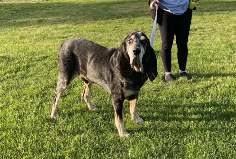 Join Duke on a Pack Walk as he had a ton of fun!