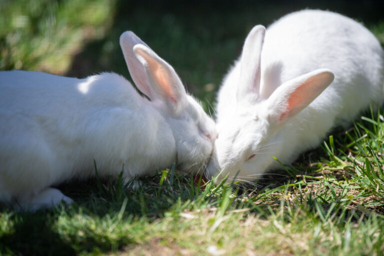 Snowball and Fluff are ready to hop into your heart and share more food like they are here.