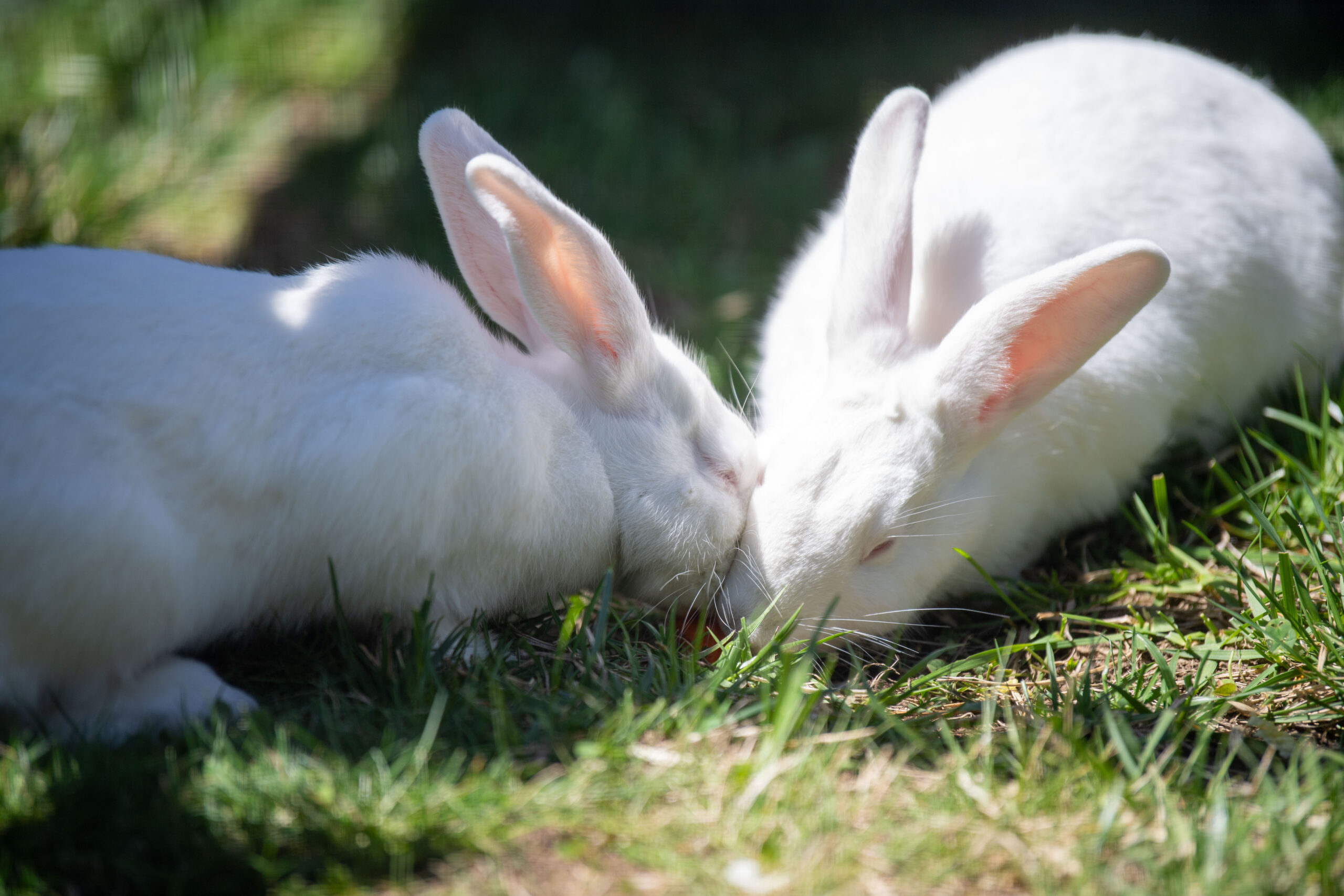 May We Hop into Your Heart?