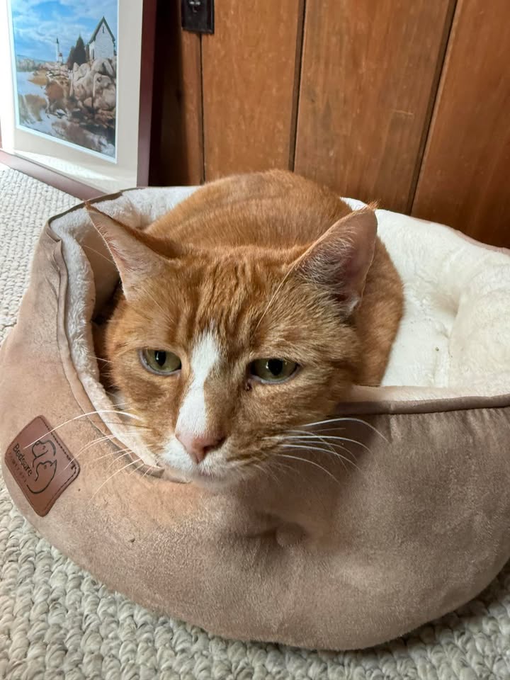 Marmalade