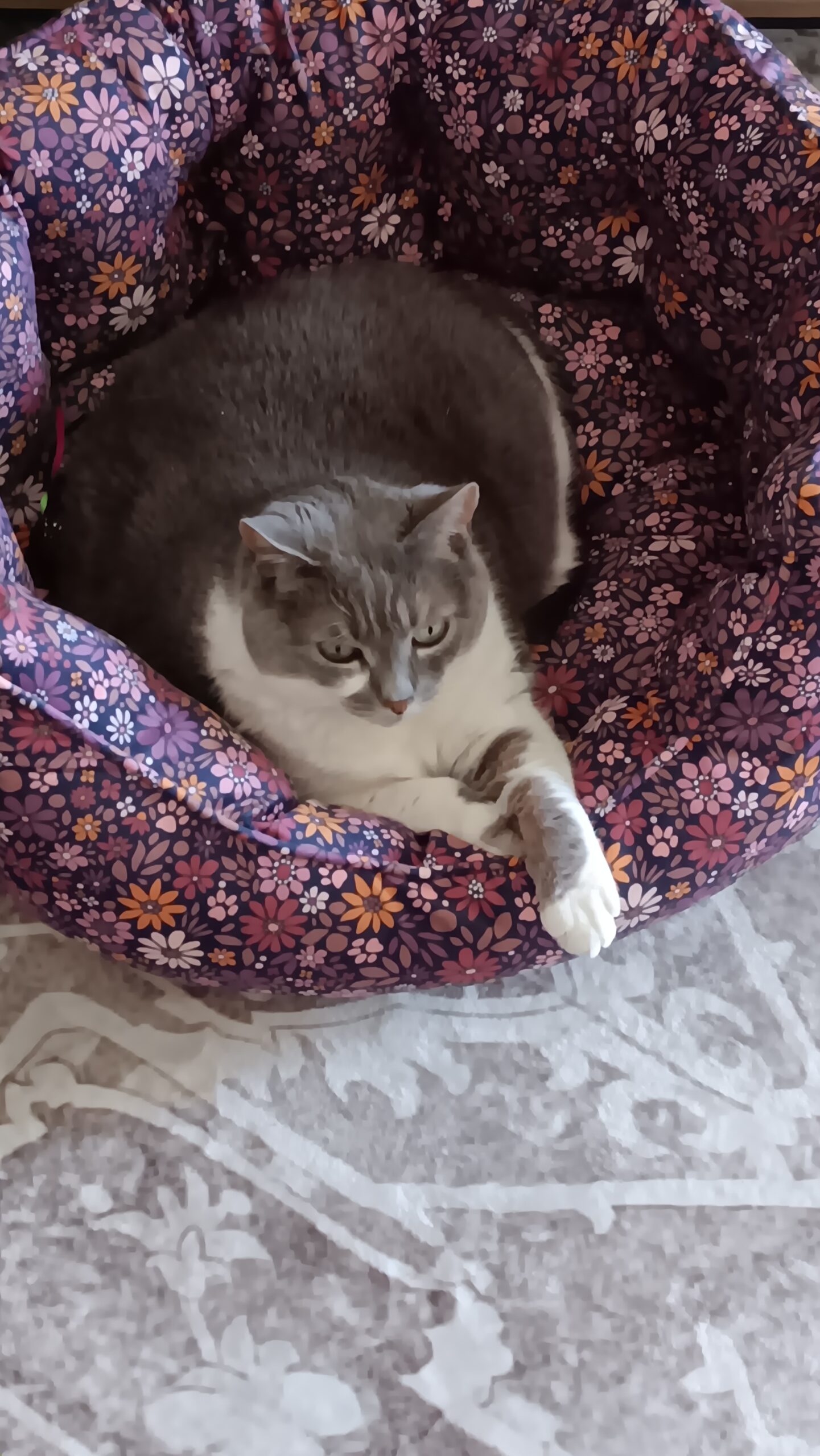 Josie