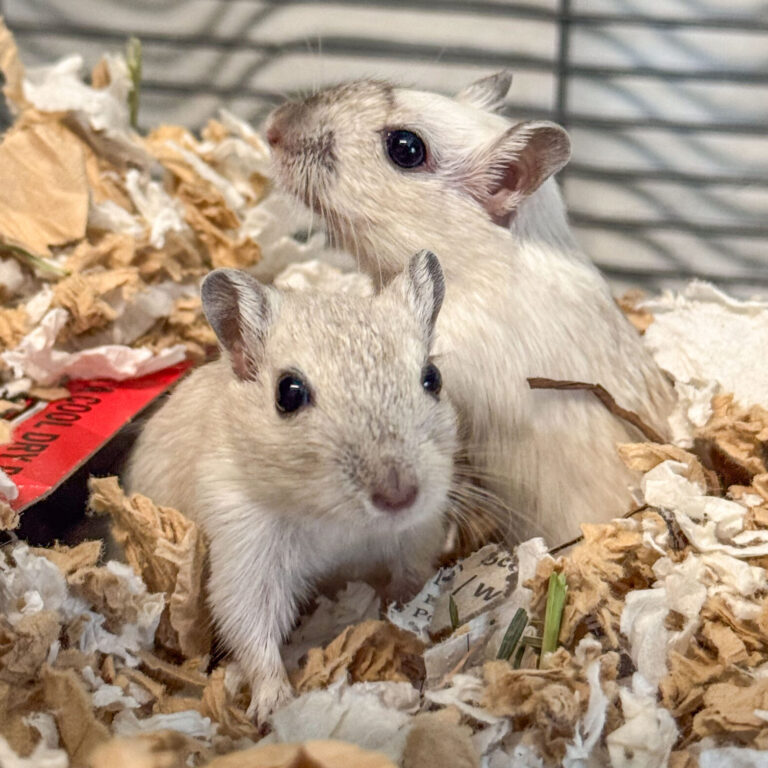 a pair of brown gerbils play in shavings