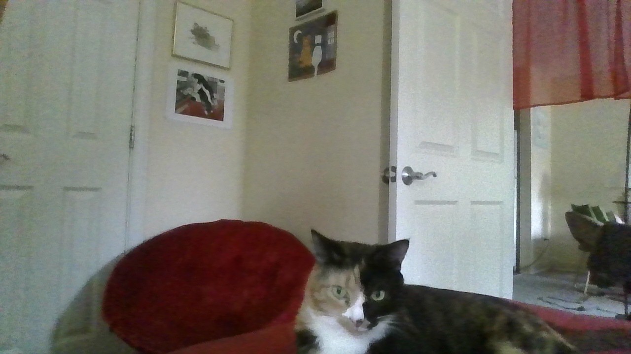 Bella now Evening