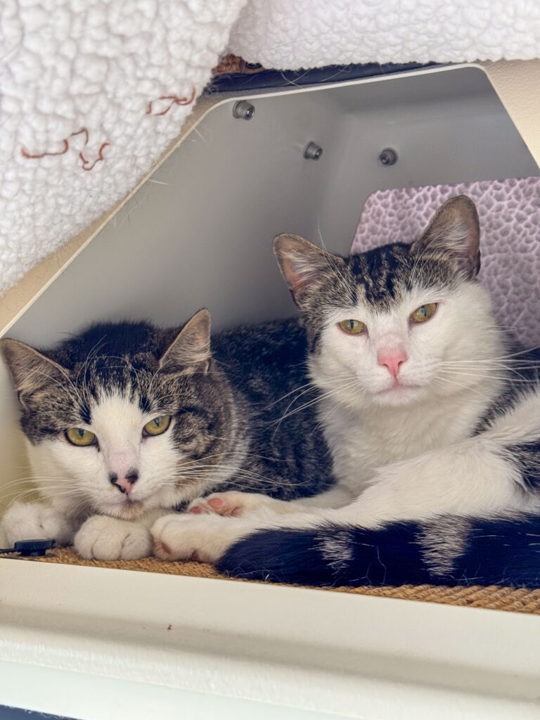 Baxter & Doc, a confident and calm duo, sit atop a cat tree looking at the camera.
