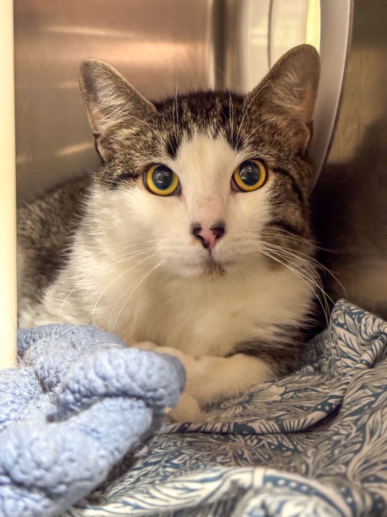 Doc the cat looks at the camera