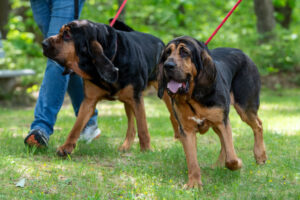 Freya (right) and Copper (left) walking together on the scent for a new home!