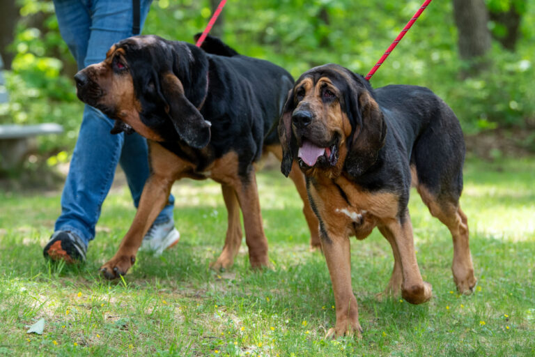 Freya (right) and Copper (left) walking together on the scent for a new home!