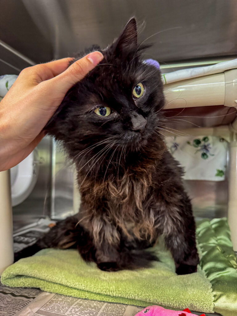 Nate the long-hair black cat getting head scratches during Nate's Great Search for a Home.
