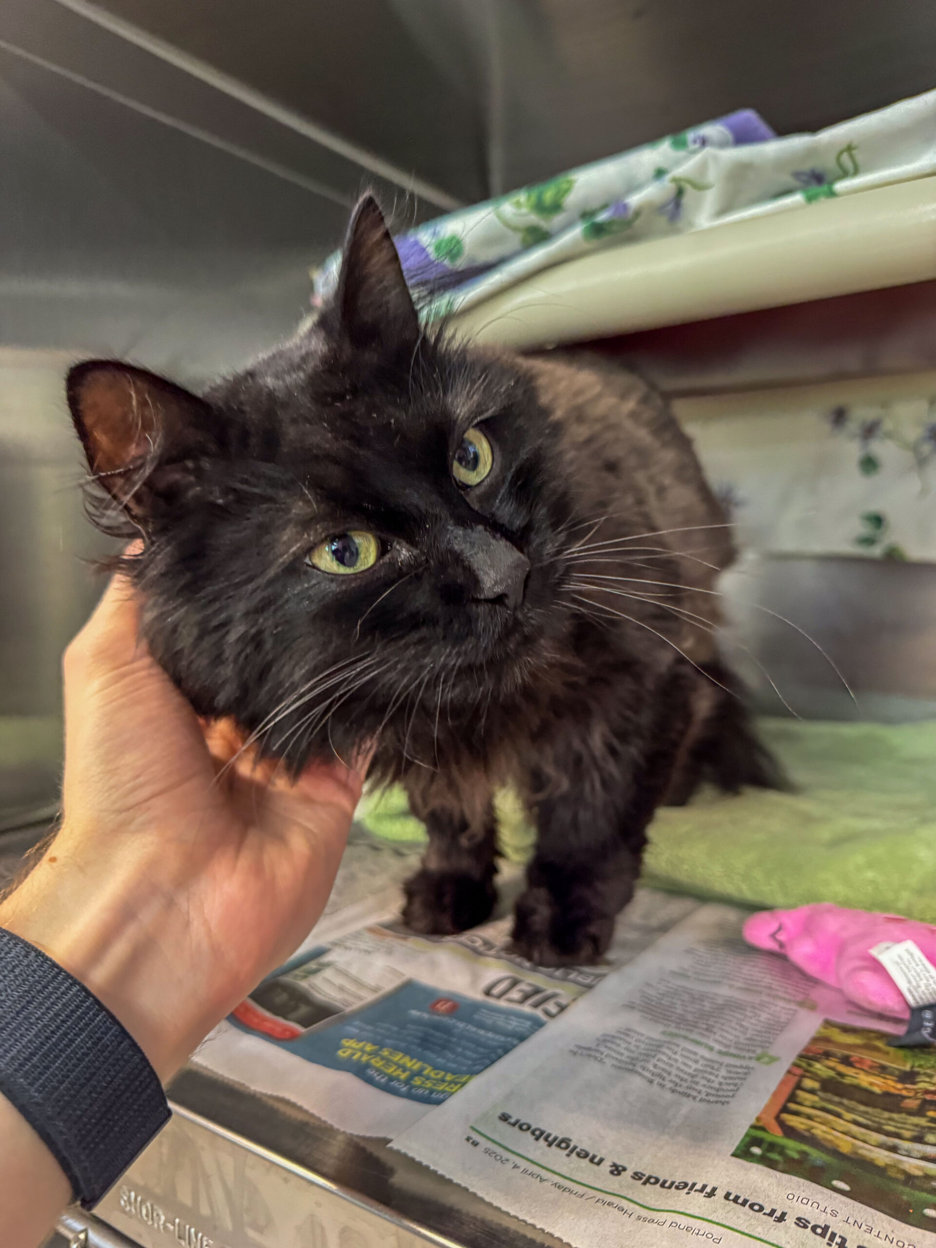 Nate’s Great Search for a Home
