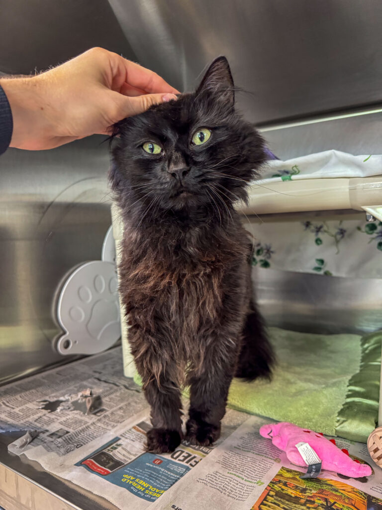 Nate the long-hair black cat getting head scratches during Nate's Great Search for a Home.