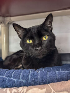 Sam Bramstoker the black cat sits in his bed, one of his favorite spots to nap at AWS.