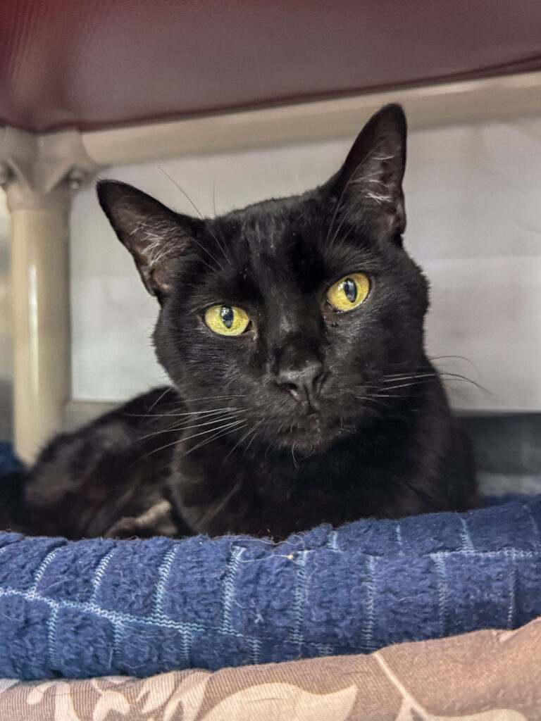 Sam Bramstoker the black cat sits in his bed, one of his favorite spots to nap at AWS.