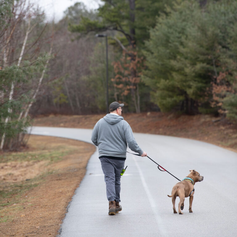 An AWS Volunteer taking a dog one of the three types of dog walks down a street.