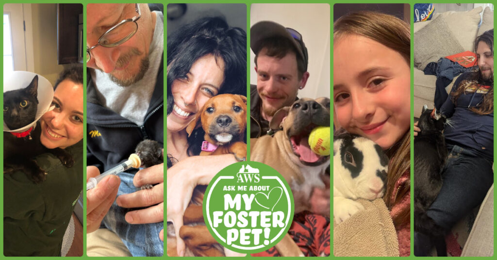 photo collage of six individuals snuggling with their foster pets