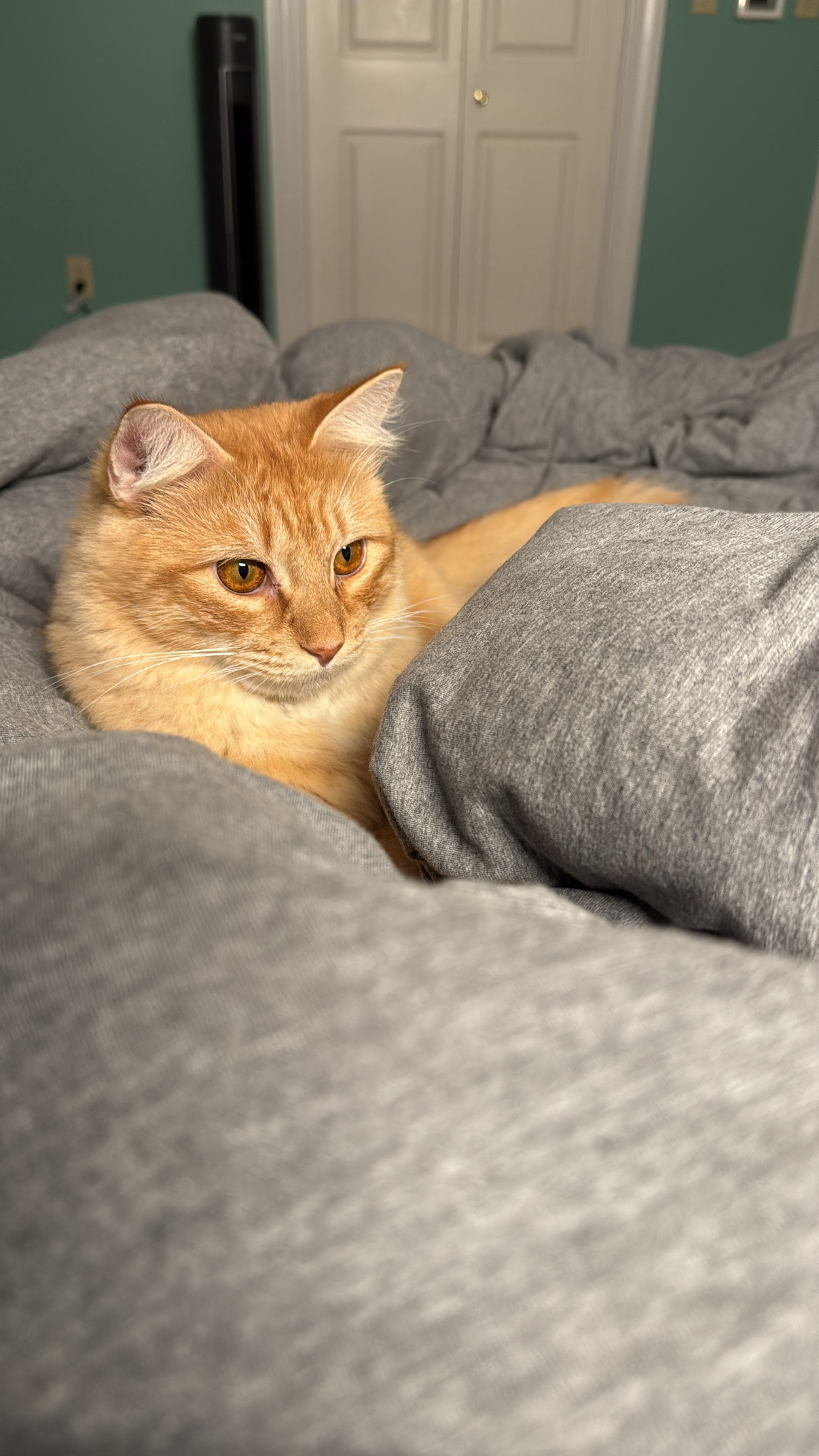 Garfield now O’Malley