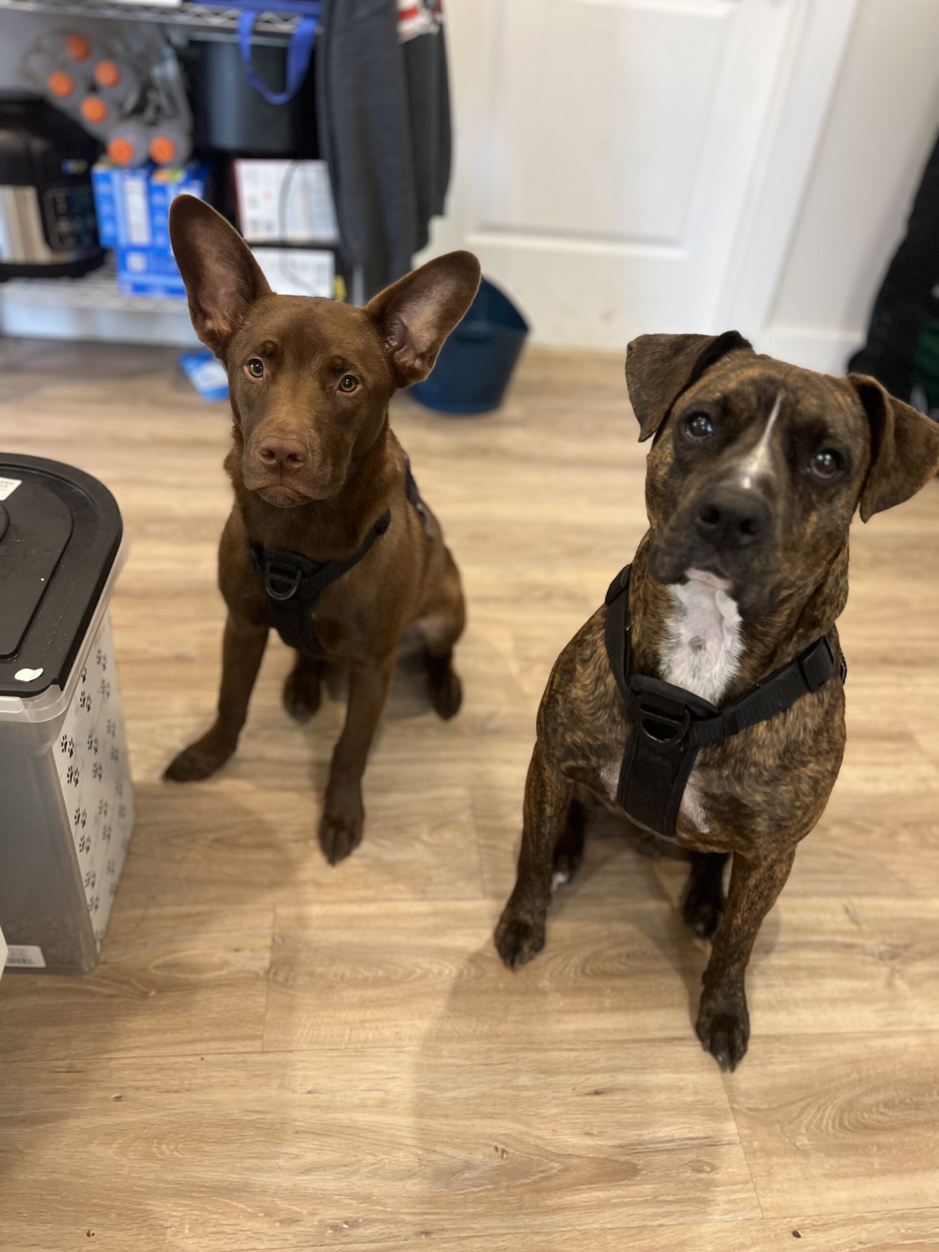 Remy and Burton now Bruin and Burton