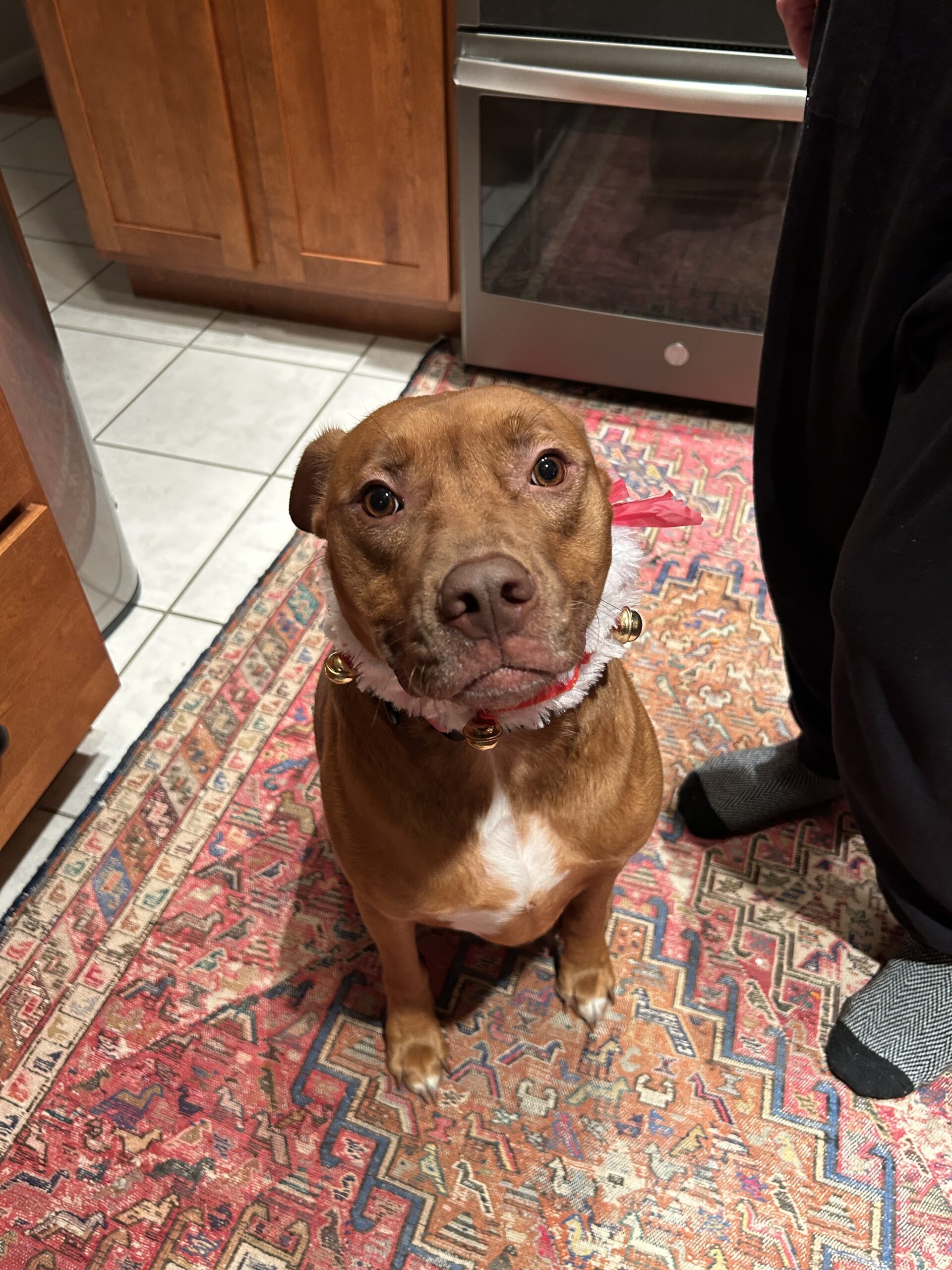 Moxie now Tiny
