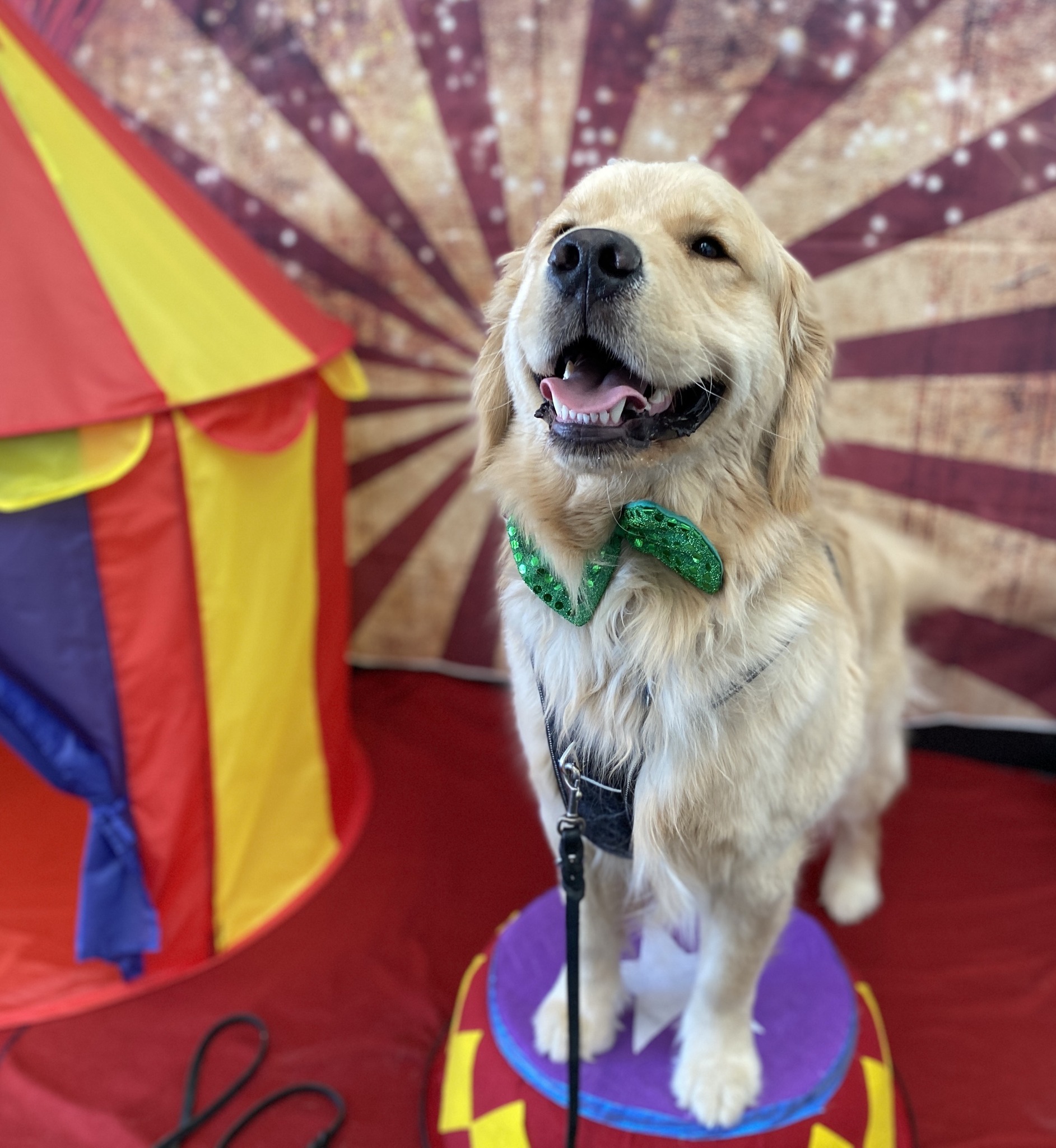Trick Training: No Magic Needed