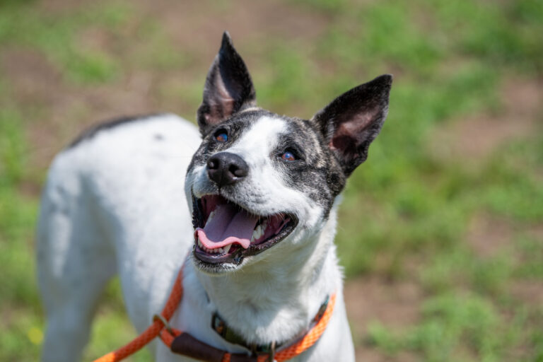 Bruno, a white and black medium sized dog who keeps it low-key and relaxed, stands outside and looks up at the camera.