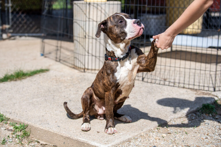 Daisy and her tricks, such as giving paw like seen in this image.