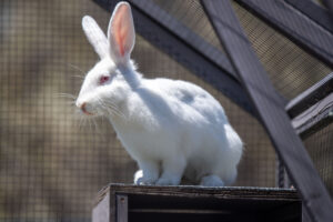 Fluff, the white rabbit, perches outside in an enclosure.
