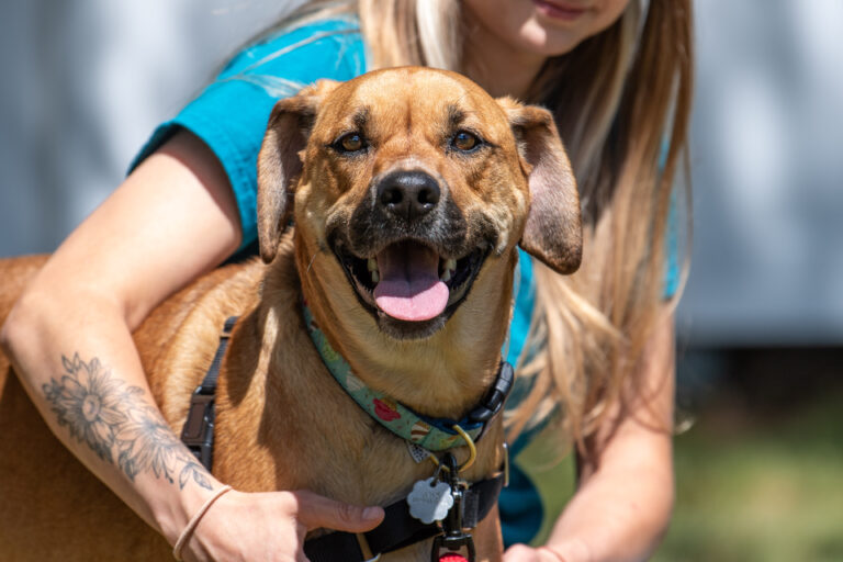 Join Maggie the very friendly and affectionate dog at Woofstock!
