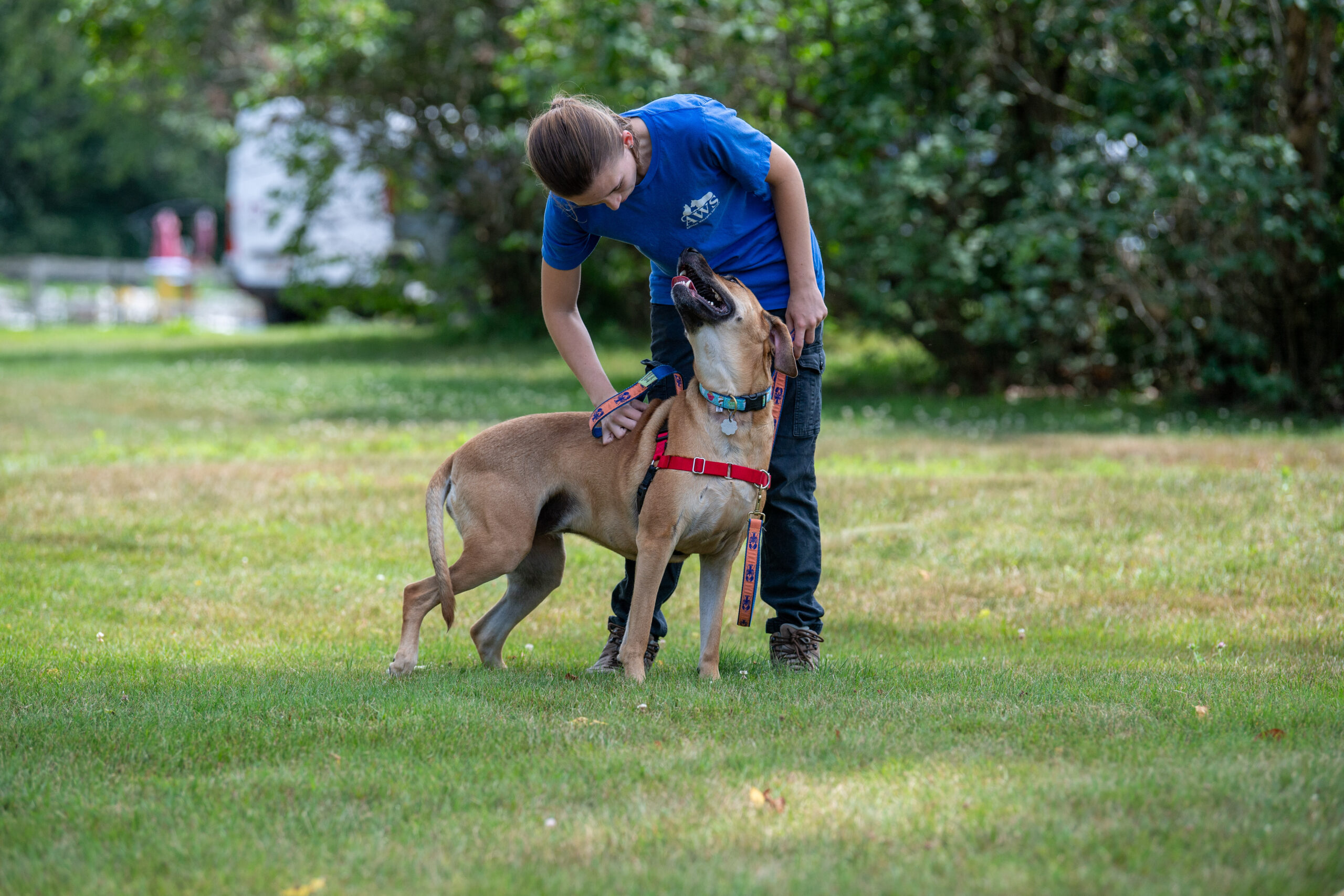 Establishing a Visitor Routine with Your Dog