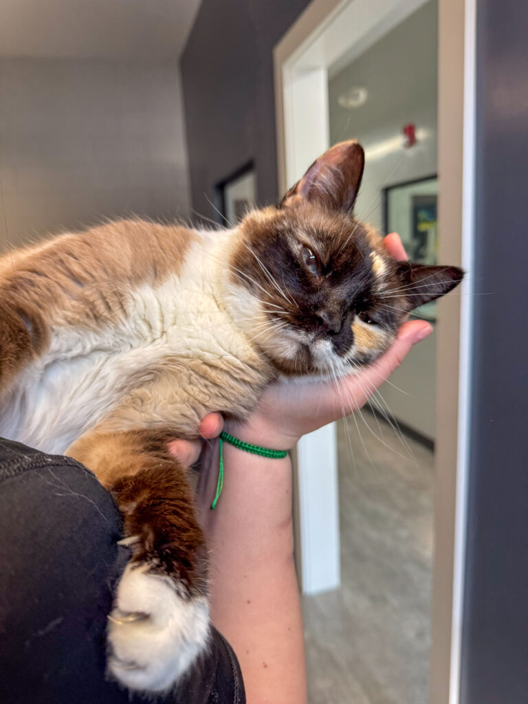 An AWS staff member holds and pets a cat in their arms.