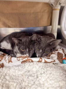 Green Alien and Blue Hawaiian, a sweet and shy duo, cuddle against each other.